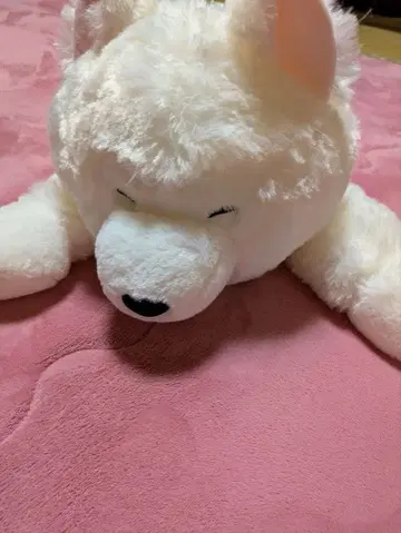 사모예드 군 늘어뜨린 BIG 봉제 인형!