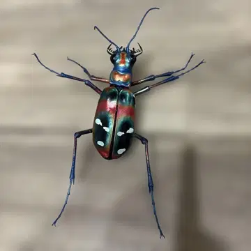 생물대도감 어드밴스 한명