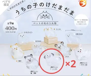 우리 집 강아지 털뭉치 개 믹스 2개