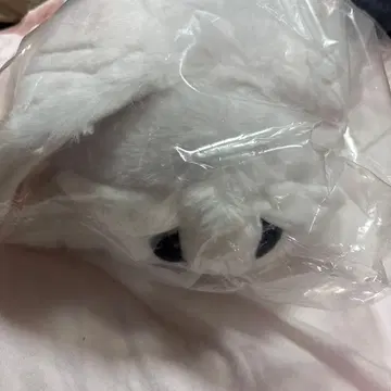 모스에 있는 일상의 모스