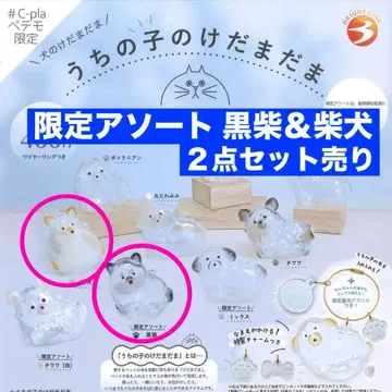 우리 집 아이의 털뭉치 강아지 털뭉치 시바견-4