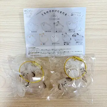 우리 집 강아지 털뭉치 개 믹스 2개