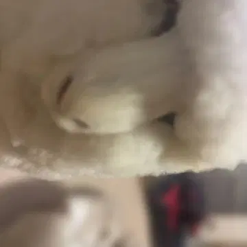 화이트 플러시 강아지 장난감