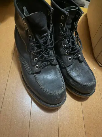 레드윙 아이리쉬 세터