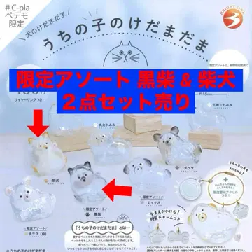 우리 아이의 털뭉치 강아지 털뭉치 시바견-4