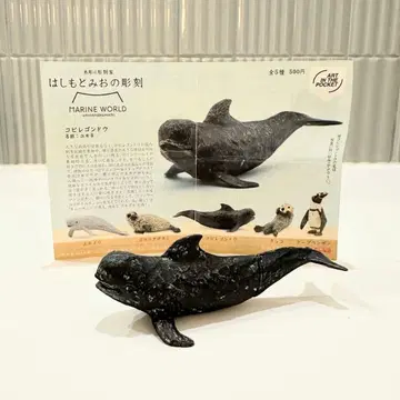 하시모토 미오 조각 마린 월드 코비레고등