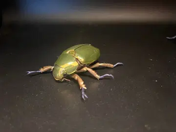 생물 대도감 어드밴스 플라티나 풍뎅이 (골드)