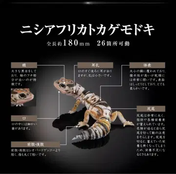 생물대도감 어드밴스 니시 아프리카 도마뱀붙이