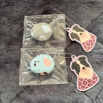 스퀴즈 강아지 강아지