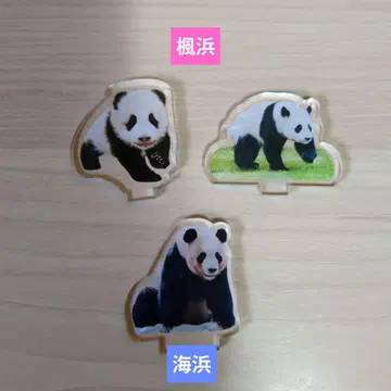 후우힌, 카이힌 아크릴 스탠드 어드벤처 월드