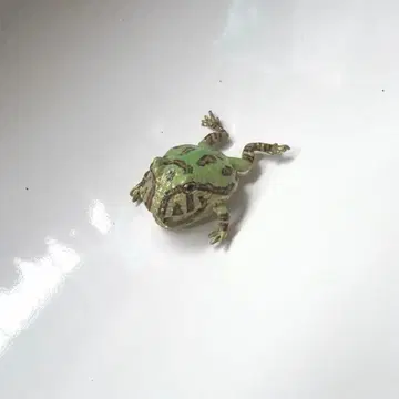 [ Nina ] 팩맨 개구리 이어커프 귀찌 개구리 액세서리