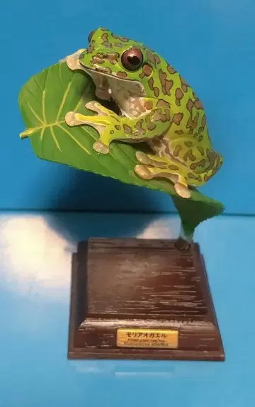 네이처 테크니컬러 일본 개구리 모리아오 개구리