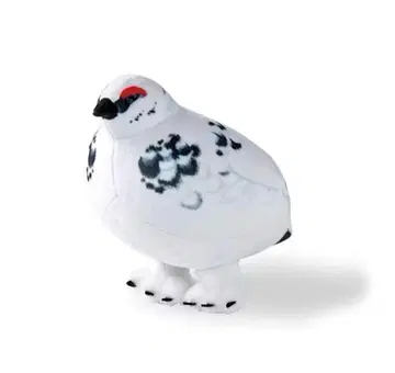 토코토코 라이초 파우치 수컷