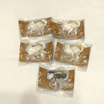 굼벵이~누2 치와와 5점 묶음 판매