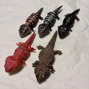 생물대도감 쁘띠 5종 세트