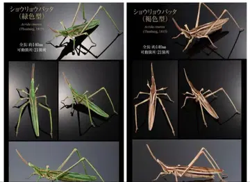 생물대도감 어드밴스 쇼리료바타 2종류 세트