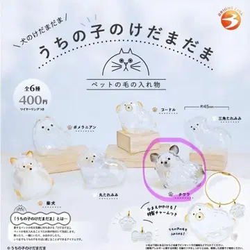 우리 집 털뭉치