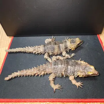 생물대도감 어드밴스 아르마딜로 도마뱀 2체