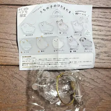 우리 집 털뭉치 치와와 화이트