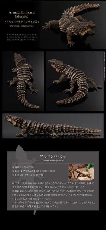 생물대도감 아르마딜로 도마뱀 (모자이크 개조) 미개봉