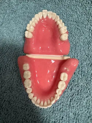 치과 NISSIN 구강외과 턱 모형 발치