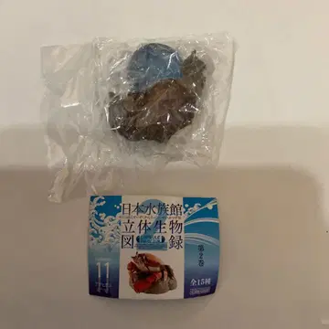 일본 수족관 입체 생물 도감 마타마타 피규어