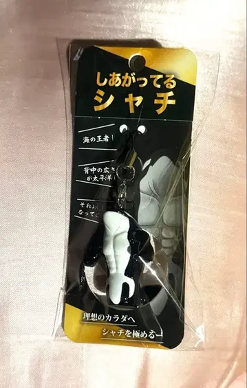 완성된 범고래 스마 시월드 이와모토 히카루