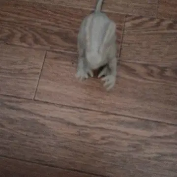 고질라와 공룡 피규어 세트