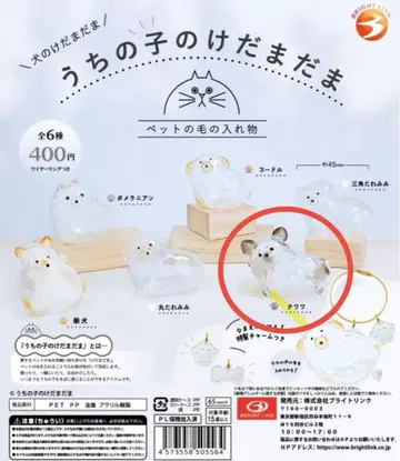 우리 아이 털뭉치 치와와 x 2