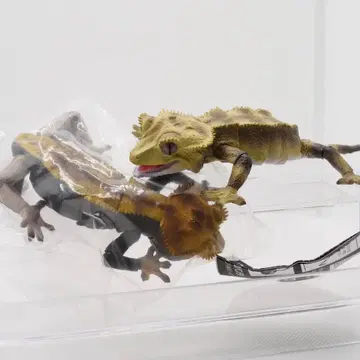 생물대도감 어드밴스 크레스티드 게코 노멀 바이컬러 2개 세트