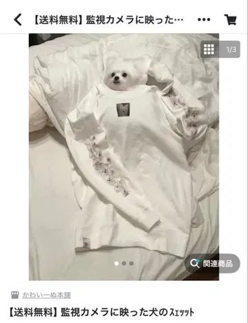 귀여운 강아지 본포 감시 카메라에 찍힌 강아지 스웨트