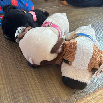 THE DOG 퍼그 흐물흐물 봉제 인형 BIG 3개 세트