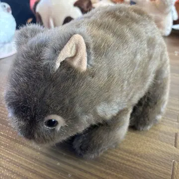 호주산 봉제 인형 웜뱃