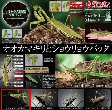 생물대도감 어드밴스 사마귀 (그린 컬러형)