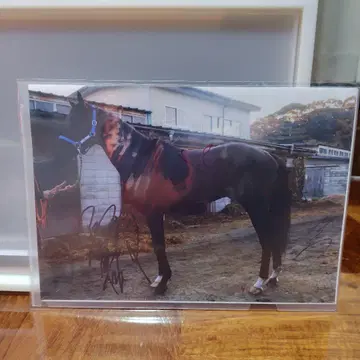 사인 포함 말 사진