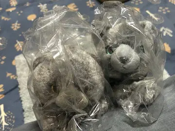 무릎 고양이 스코티시 폴드 GY 러시안 블루 S 봉제 인형