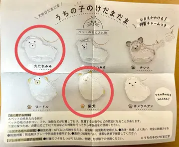 우리 집 아이 털뭉치 강아지 털뭉치 동그란 늘어진 귀 시바견