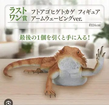 파충류 제일복권 아머드 스킨크 라스트 원상