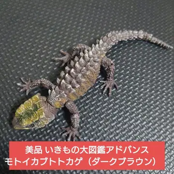 새상품급 생물대도감 어드밴스 모토이 가부토 도마뱀 (다크 브라운)