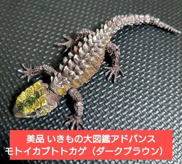 새상품급 생물대도감 어드밴스 모토이 가부토 도마뱀 (다크 브라운)