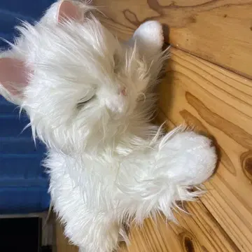 고양이형 반려동물 로봇 데지렉트 [꼬리 살랑 애교쟁이 아기 고양이]