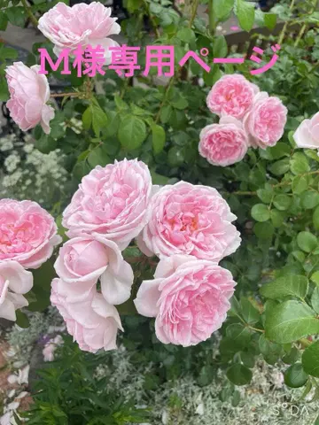 드레스 색상 맞추기 / 컬러 드레스 색상 맞추기 퀴즈 용지