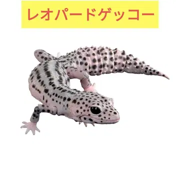 [ 미개봉 ] 생물대도감 레오파드게코