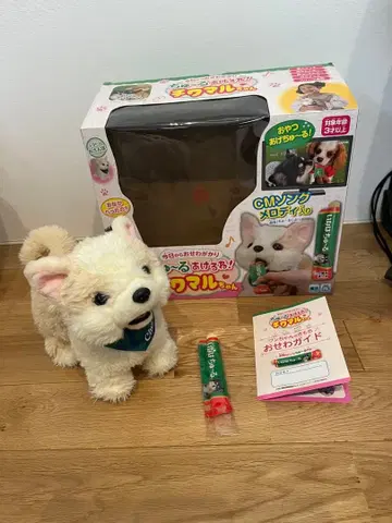 IWAYA 츄르 줄게! 치와마루쨩 강아지 돌보기