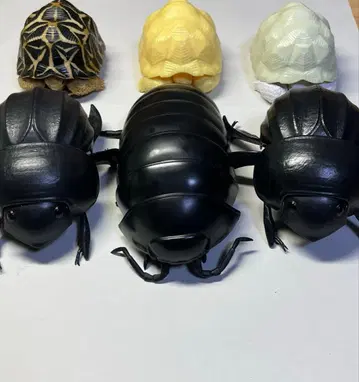 생물대도감 묶음 판매