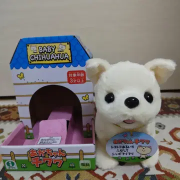 이와야 아카짱 치와와