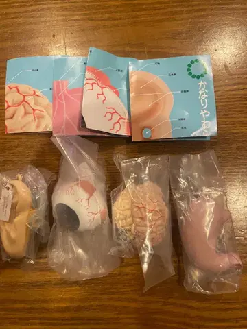 매우 부드러운 인체 해부 입체 도감 4개