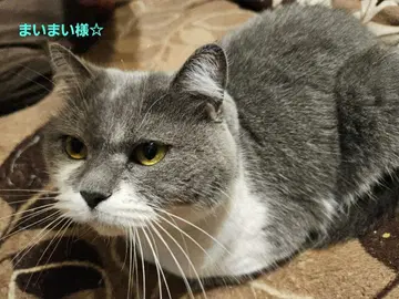 마이마이님 [ 모이사나이트 ] 5mm 클리어 마린 블루