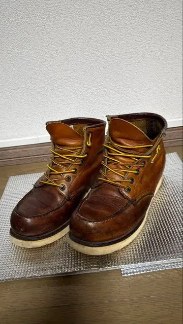 레드윙 아이리쉬 세터 875