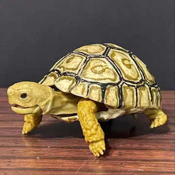 바브콕 레오파드 거북 (유체) 생물대도감 거북 06